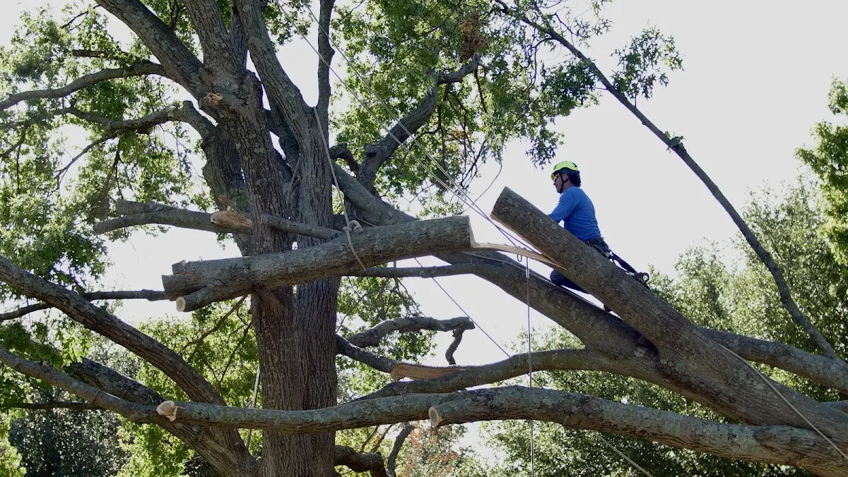 Professional Hazardous Tree Removal performed by certified arborists in Delmar