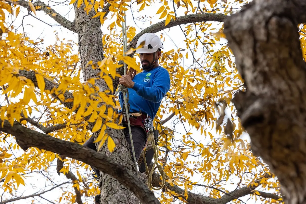 Skilled Tree Planting crew working in Delmar